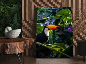 Tukan tropikalny ptak siedzący na gałęzi drzewa w naturalnym środowisku dzikiej przyrody w dżungli lasu deszczowego