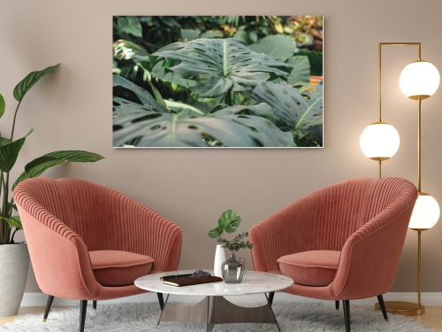 close up of green monstera leaves in jungle