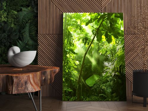 Tropical forest, trees in sunlight and rain