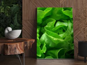 butterhead lettuce 1