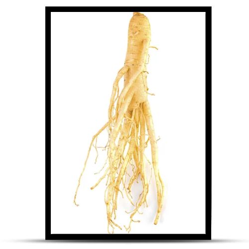 ginseng isolated on white background