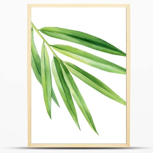 Tropical palm leaf isolated on white background, bamboo. Watercolor botanical painting. High quality illustration