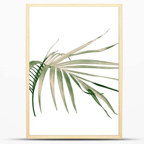 green palm leaf on white background