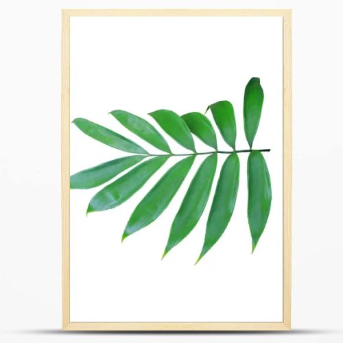 green palm leaf isolated on white background 
