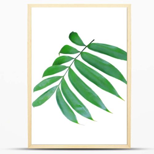 green palm leaf isolated on white background 
