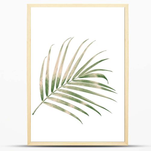 green palm leaf isolated on white background with clipping path