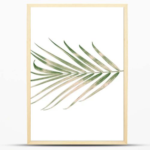 green palm leaf isolated on white background with clipping path