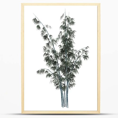 3D Rendering Bamboo Tree on White