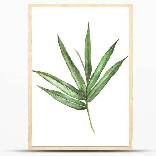 Watercolor illustration painting of bamboo leaves isolated on white background