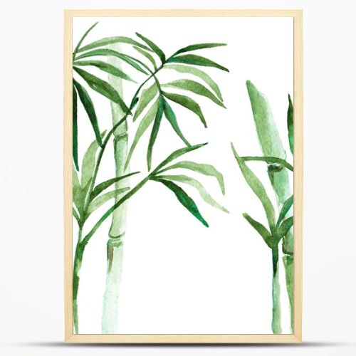 Watercolor bamboo illustration