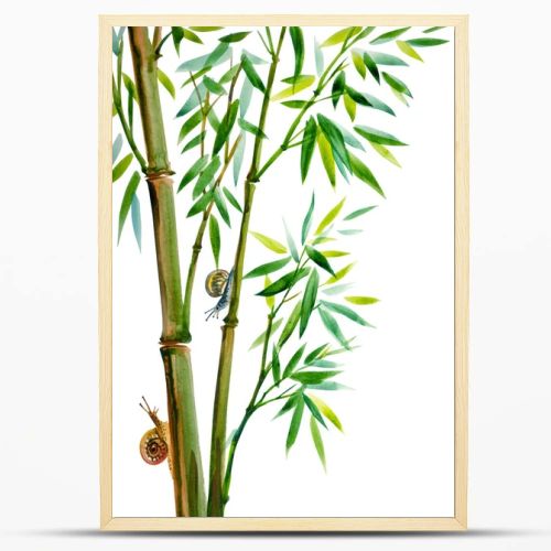 Growing bamboo and snails, watercolor illustration on a white background, isolated. Bamboo is a symbol of longevity, oriental, Chinese painting of usin.