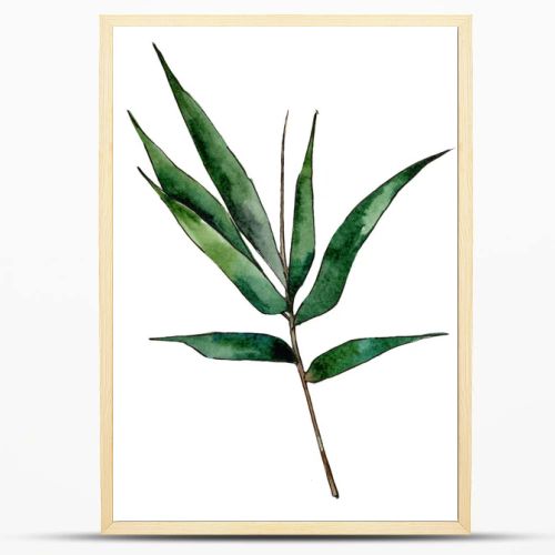 Bamboo tree in a watercolor style isolated.