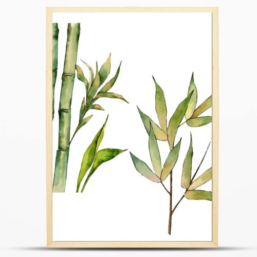 Bamboo tree in a watercolor style isolated.