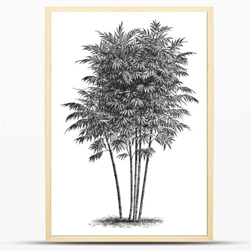 A bambusa arundinacea growing straight and long, they have more branch and stem. Branches spread out from base, blunt leaves are grown on the branches, vintage line drawing or engraving illustration.