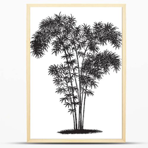 A picture of shrub of bambusa nana, tree looks tall. Branches are thick and have small leaves, vintage line drawing or engraving illustration.