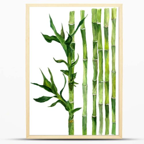 Bamboo illustration of watercolor isolated on white background