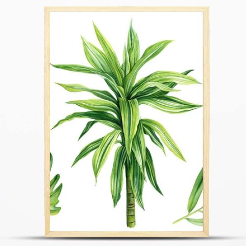 Tropical leaves set. Palms, Dracaena and monstera. Tropical plant, isolated white background, Watercolor illustration. High quality illustration