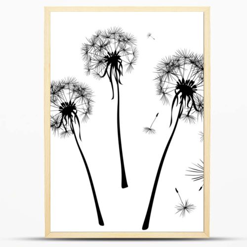 dandelions