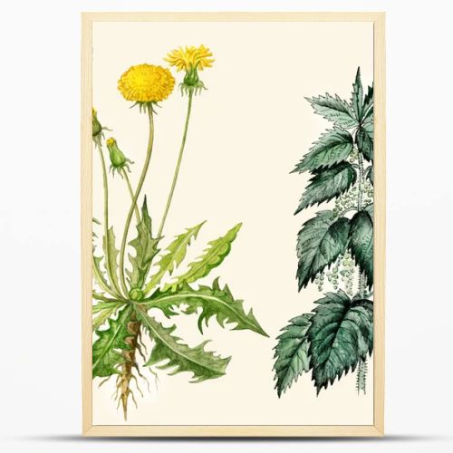 Dandelion flowers and seeds, nettle