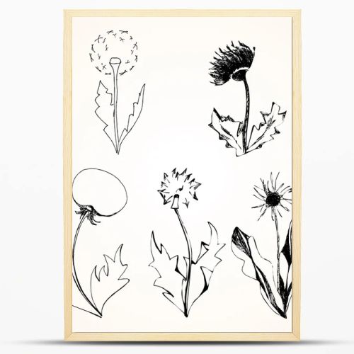 Set of stylized flowers dandelions