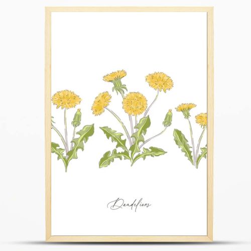 Dandelions spring wildflower botanical hand drawn vector illustration set 