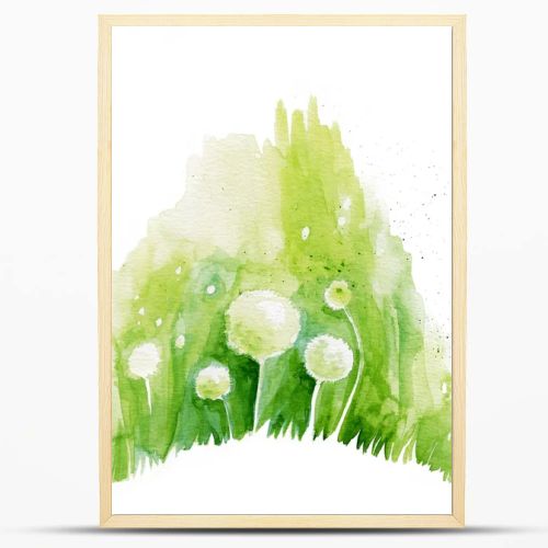 Painted watercolor flowers dandelions on a white background