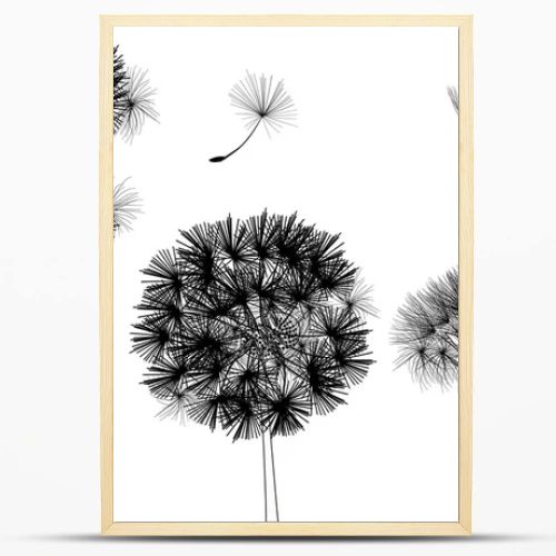 black dandelions