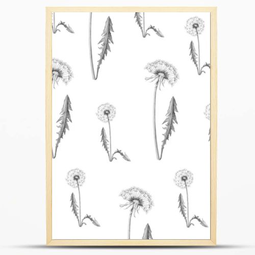 Realistic dandelion flower drawing set. Isolated wild plant and flying seeds. Herbal engraved style illustration. Dandelion pattern. Gray background with dandelion