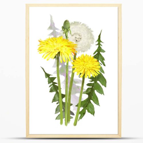 dandelion