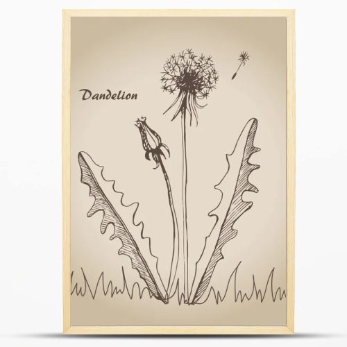 Dandelion sketch 3