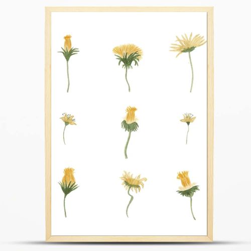 Watercolor yellow dandelions set illustration. Hand drawn botanical wildflowers print.