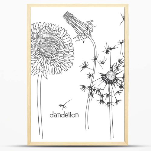 Set of dandelion flowers