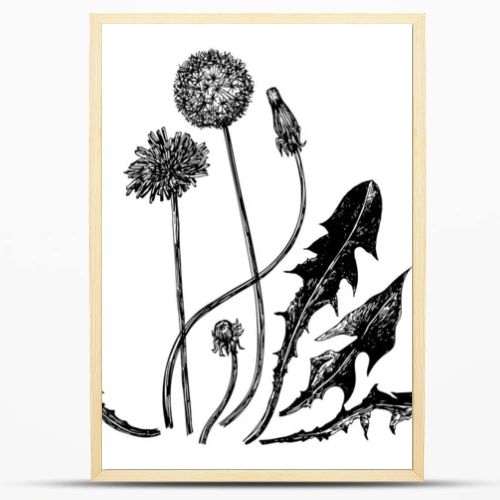 Vector illustrations of dandelions drawn with a black line on a white background.