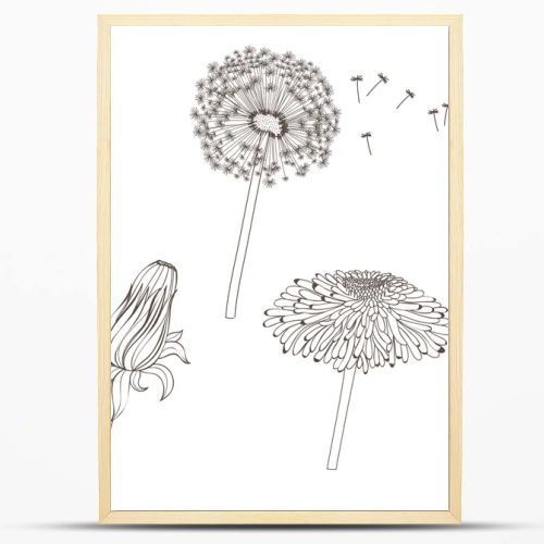  graphic illustration with dandelions