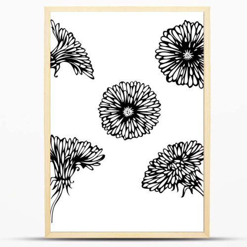 Black dandelions