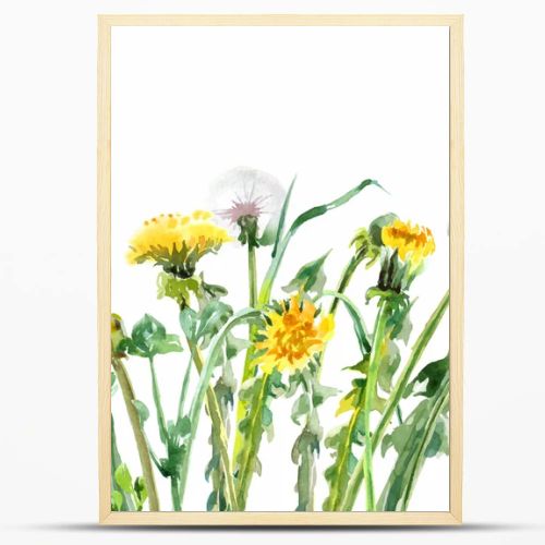 Watercolor Dandelions. Yellow flowers.