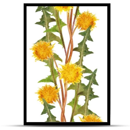 Seamless pattern with dandelions. Fancy print with flowers.