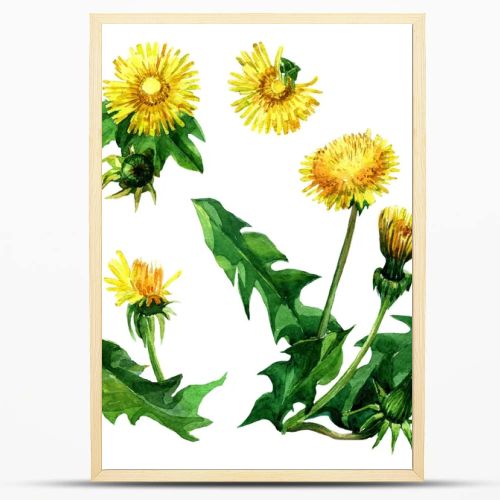 The set of colors of yellow dandelions with watercolors.