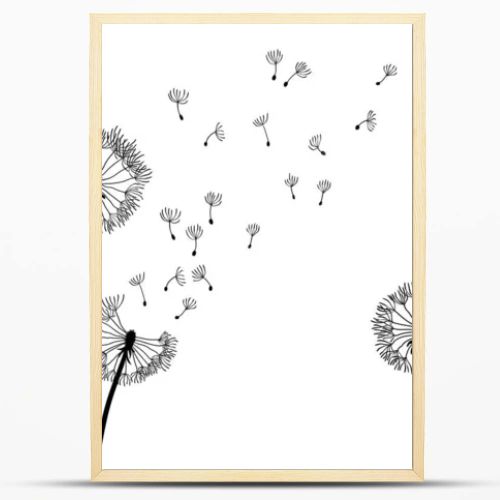 Dandelion time background. The wind inflates a dandelion. Black silhouette with flying dandelion buds on a white. Hand drawn flying blow dandelion buds