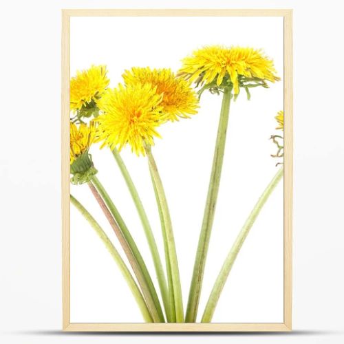 Yellow dandelion flowers isolated on a white background. Dandelion bouquet.