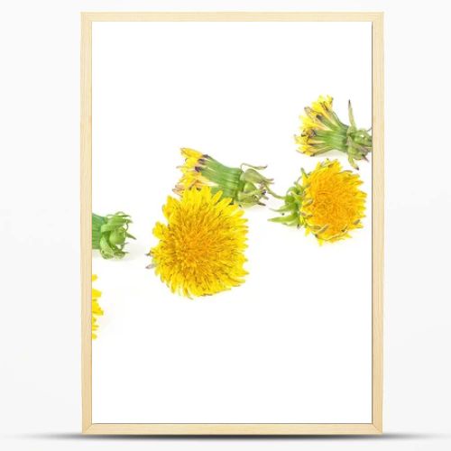 Dandelion flowers isolated on a white background. Dandelion flower head. Taraxacum officinale.