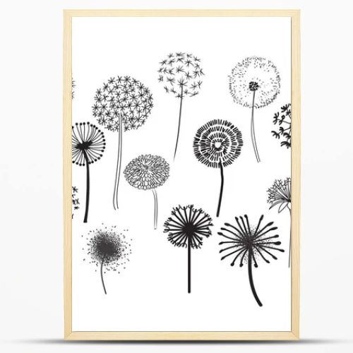 Dandelion Fluffy Seeds Flowers .  Decorative Elements for design, dandelions flowers blooming. Hand Drawn Doodle Style Black And White Drawing Vector Icons Set. pencil sketched dandelions.