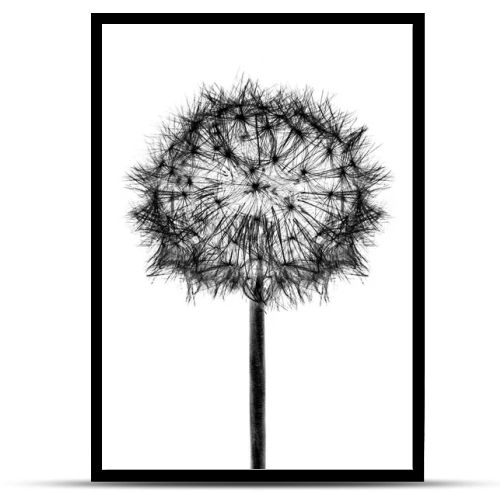 White bloom head Dandelion flower isolated on black background.