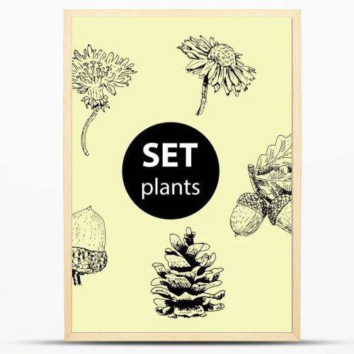 Set of plants for decoration. Freehand drawing of different plants. Cones, acorns with oak leaves, dandelions, flowers. 