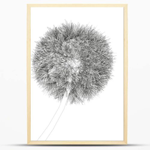 Dandelion contour isolated on white background. Vector illustration