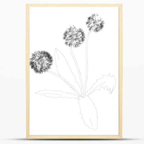 Dandelion contour isolated on white background. Vector illustration