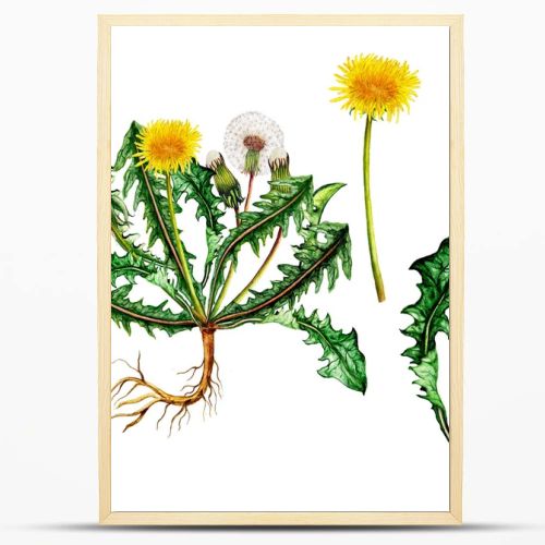 Isolated botanical illustration of  watercolor dandelion