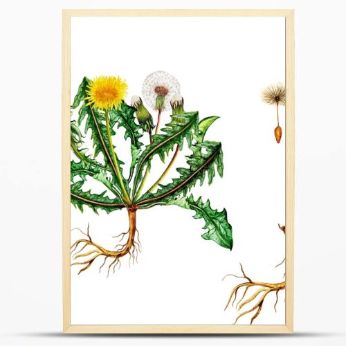 Isolated botanical illustration of  watercolor dandelion