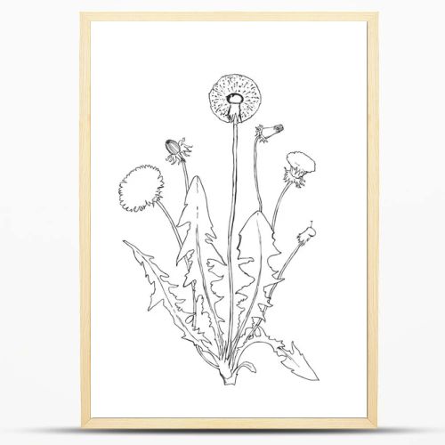 Dandelion botanical isolated illustration