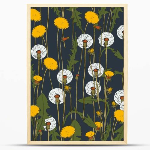 Dandelion botanical isolated illustration